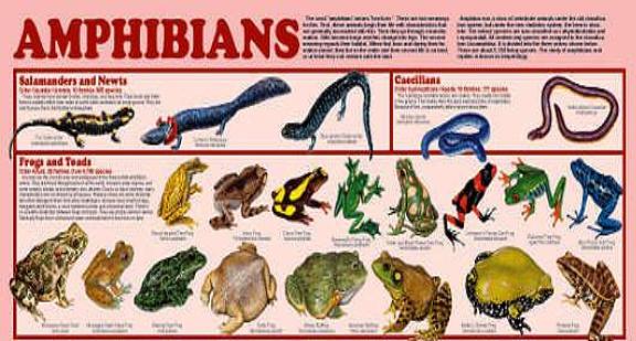 Amphibians